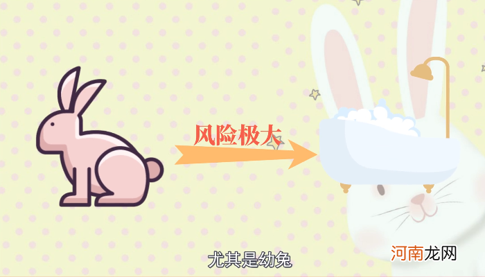 兔子能不能洗澡
