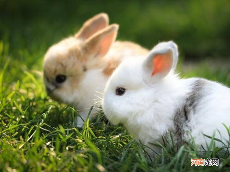 属兔猴年运势 属猴人兔年运势运程