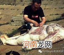 关于周公解梦尸体的信息