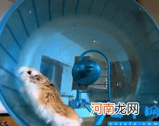 新手养仓鼠的注意事项 仓鼠没有跑轮会大约几天死