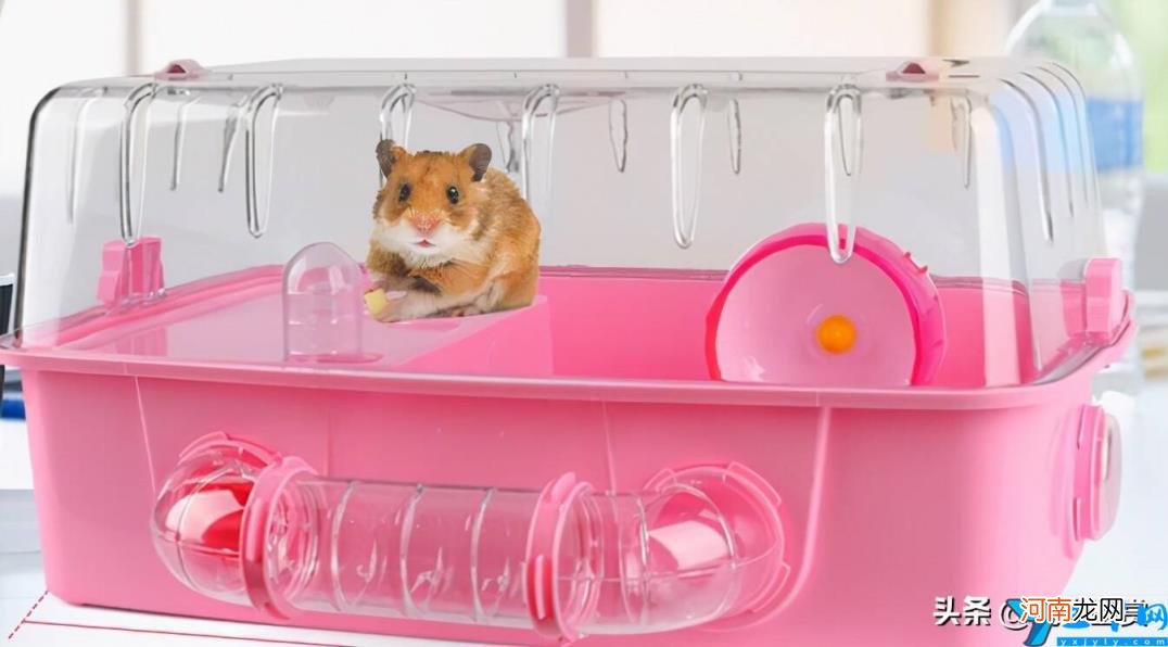 新手养仓鼠的注意事项 仓鼠没有跑轮会大约几天死