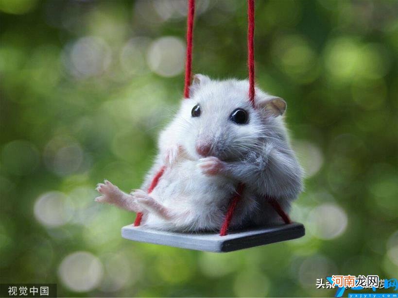 新手养仓鼠的注意事项 仓鼠没有跑轮会大约几天死