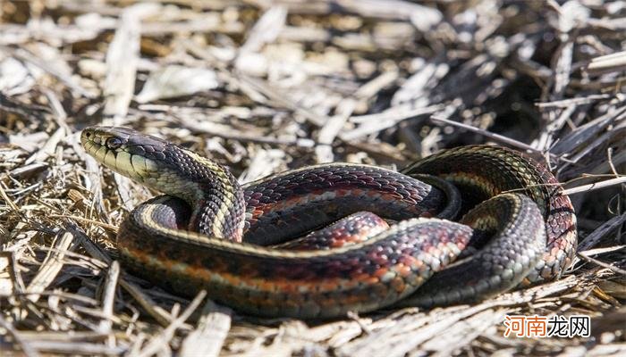 梦到蛇缠身体是什么意思 做梦梦见蛇缠身是什么意思