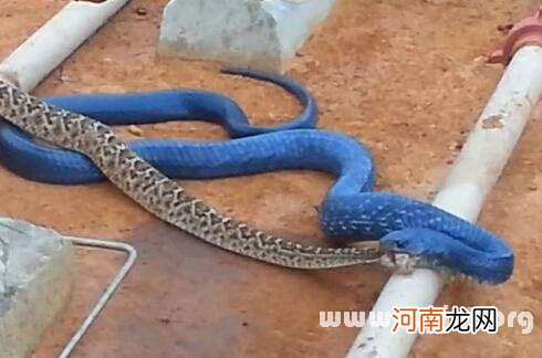 男人总是梦见蛇是什么预兆 男人总是梦见蛇是什么预兆呢