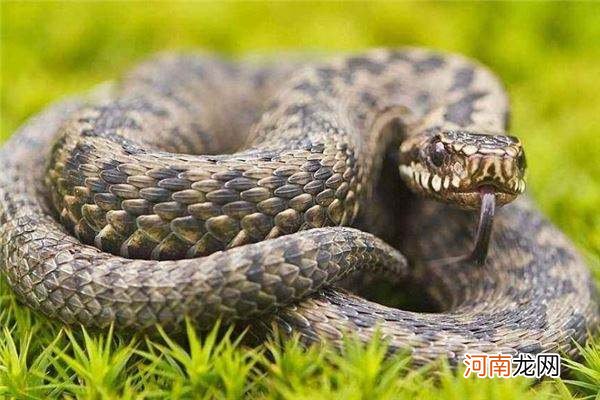 男人总是梦见蛇是什么预兆 男人总是梦见蛇是什么预兆呢