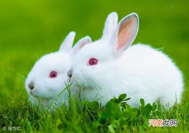 兔子运势 22年兔子运势