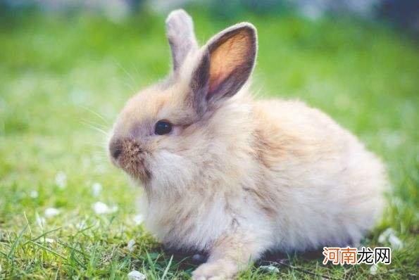 兔子运势 22年兔子运势