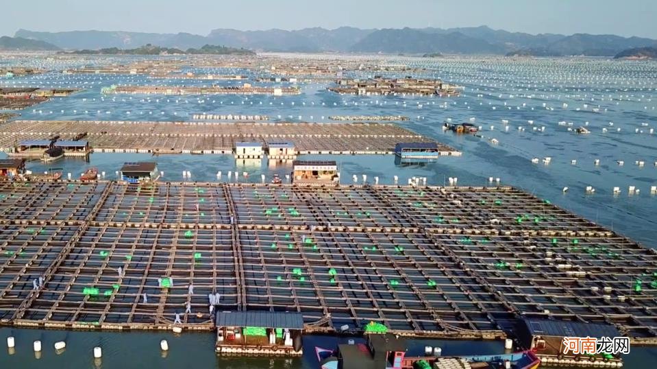 大黄鱼之乡在哪，宁德渔民接入阿里电商增收1500万？