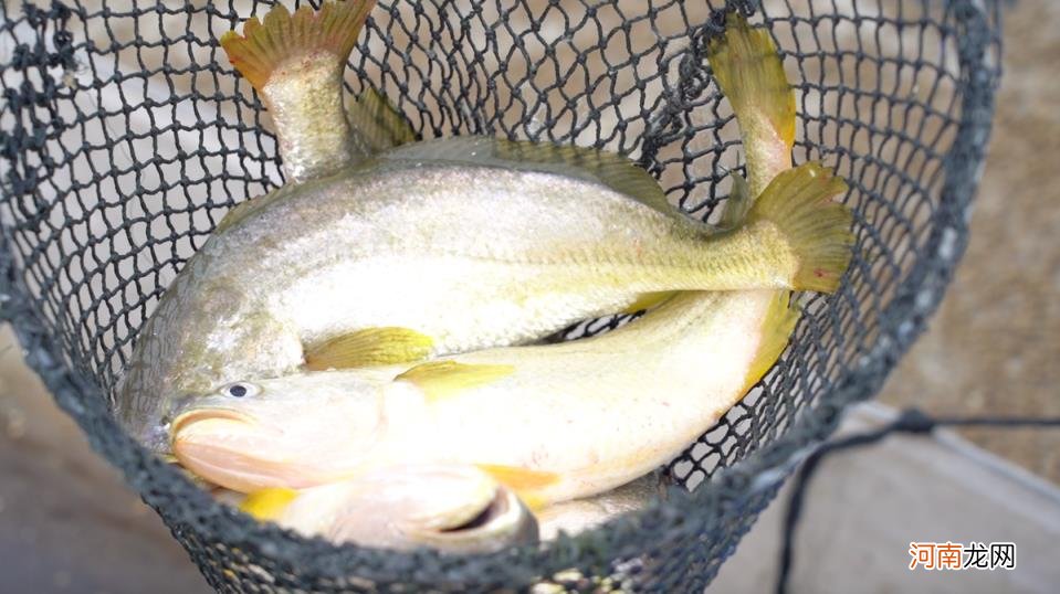 大黄鱼之乡在哪，宁德渔民接入阿里电商增收1500万？