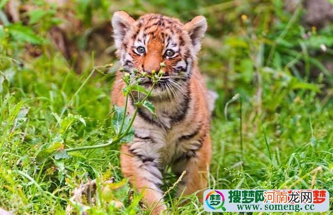 梦见老虎周公解梦 梦见老虎周公解梦官方网站