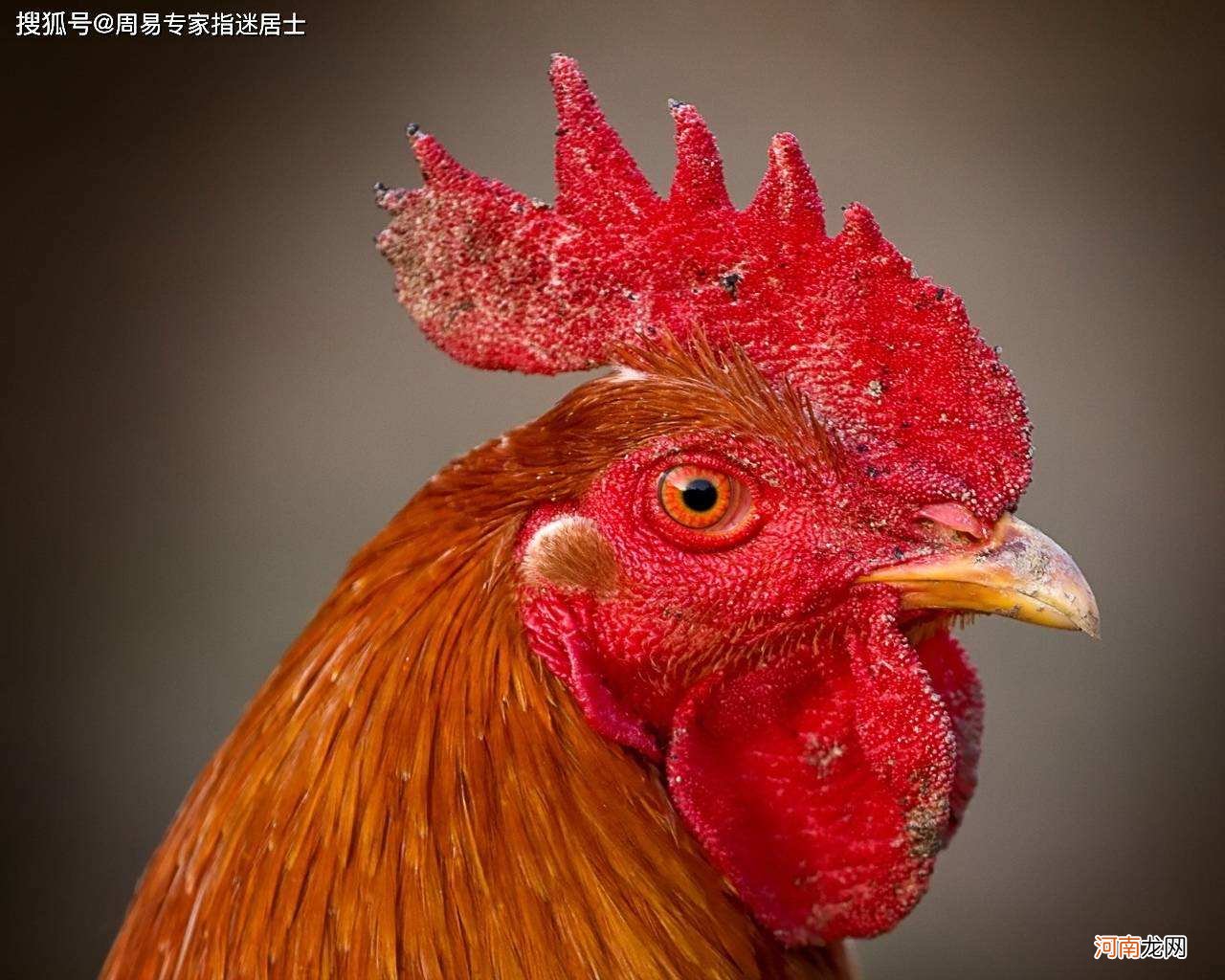 属鸡月运势 属鸡各月份运势