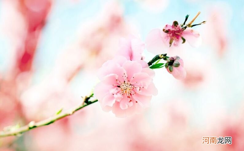 周公解梦梦见桃 周公解梦梦见桃花开