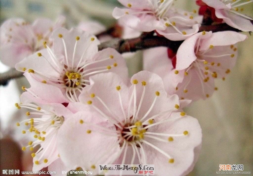 周公解梦梦见桃 周公解梦梦见桃花开