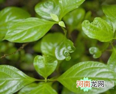 草本植物有哪些，草本植物花卉的特性详解？