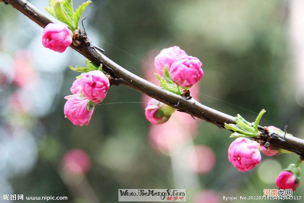 解梦穿花衣 梦见我穿花衫衣