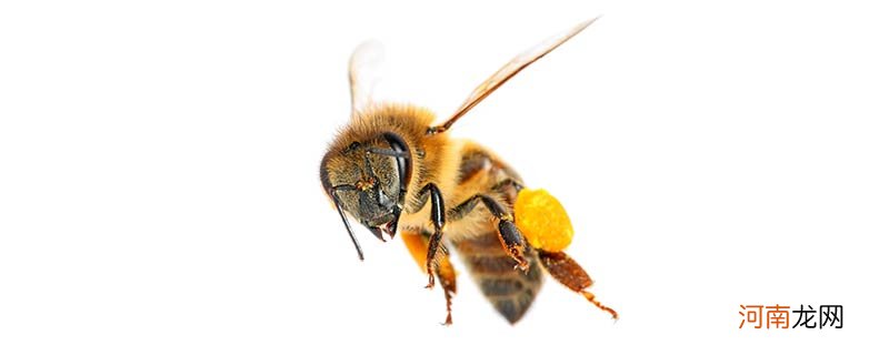 蜜蜂是益虫还是害虫