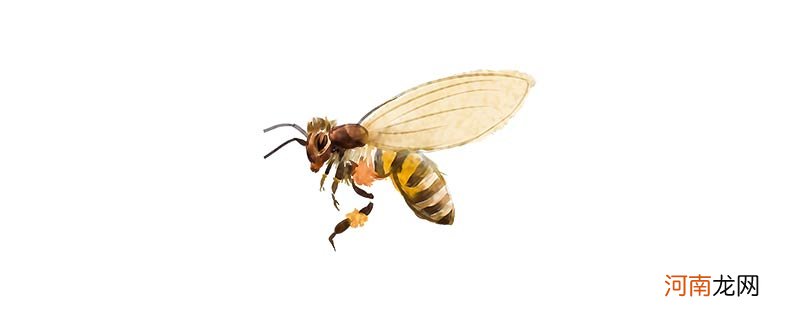 蜜蜂是益虫还是害虫