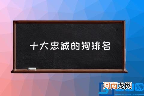 十大忠诚的狗排名,对主人忠诚的狗狗有哪些？