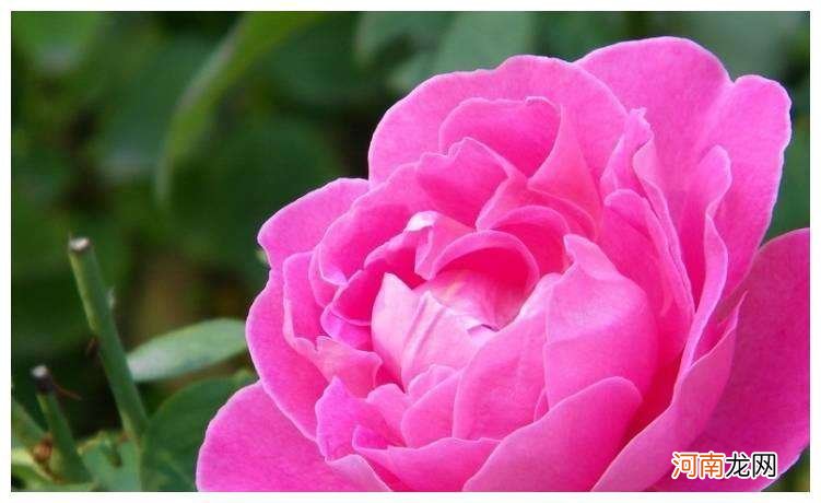 运势可信吗 生肖运势可信吗