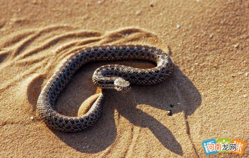 未婚梦到蛇预示着什么 未婚梦到蛇预示着什么预兆