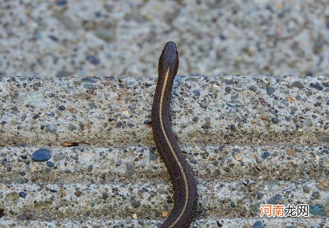 未婚梦到蛇预示着什么 未婚梦到蛇预示着什么预兆