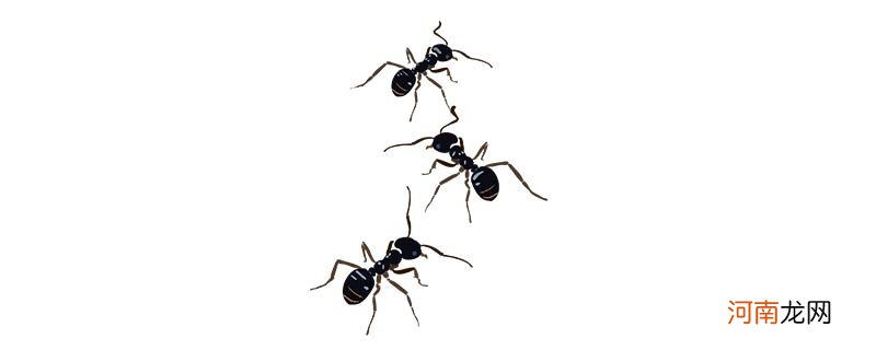蚂蚁的特点