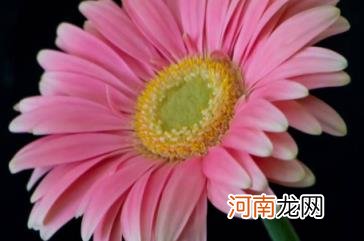 雏菊放卧室影响风水吗 雏菊放在卧室好吗