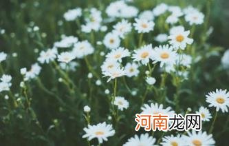 小雏菊生长在什么季节 小雏菊夏天开花吗