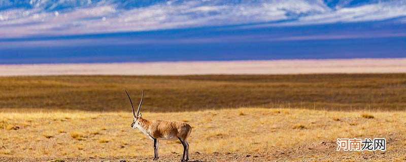 藏羚羊是几级保护动物