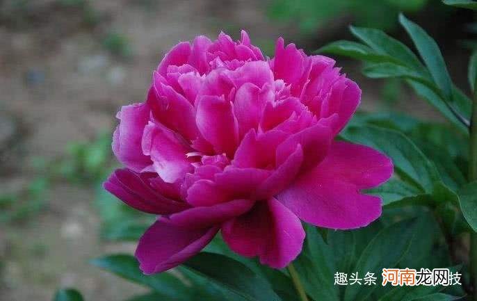 82年的运势 82年本月运势如何