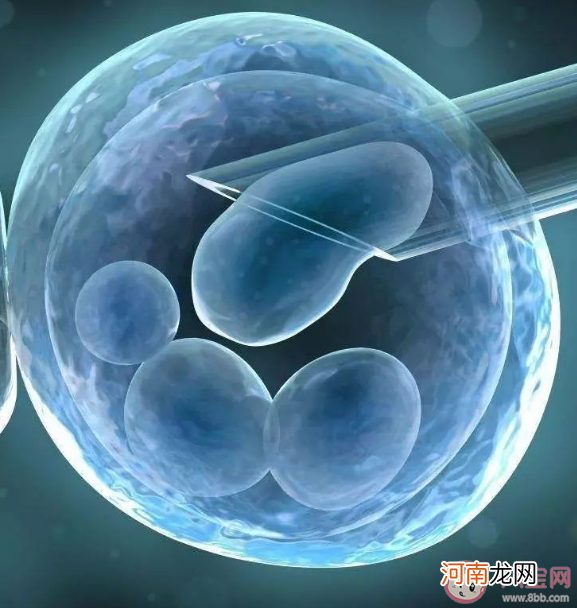 体外受精|体外受精胚胎14天规则是什么意思 哪些情况可以选择体外受精
