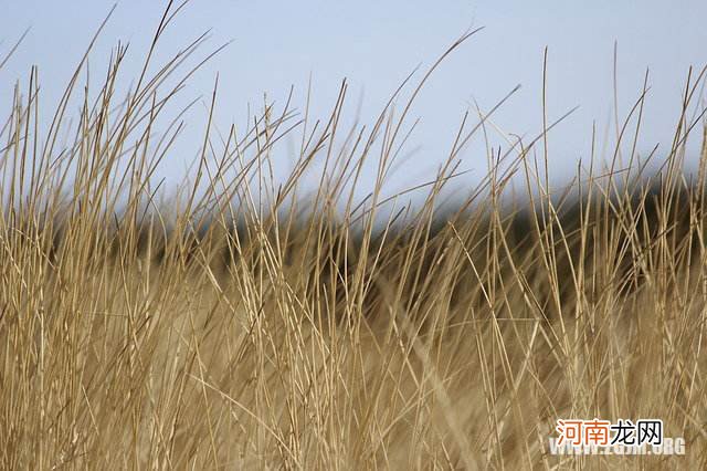 周公解梦梦见裤子 周公解梦梦见裤子剪短了