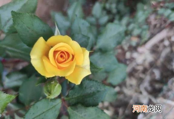 小米手机品控不好吗 小米手机怎么样质量好么