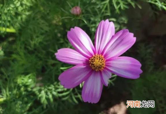 小米手机品控不好吗 小米手机怎么样质量好么