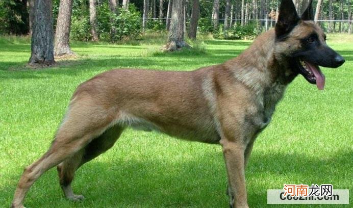 马犬为何不宜家养