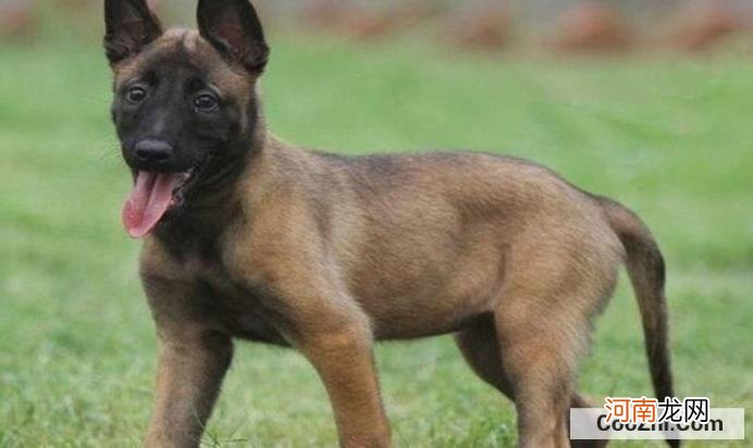 马犬为何不宜家养