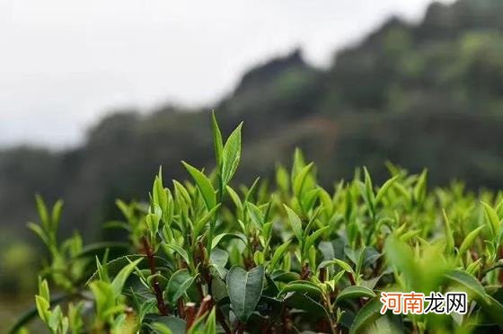 是街道大还是镇大 街道和镇有什么区别