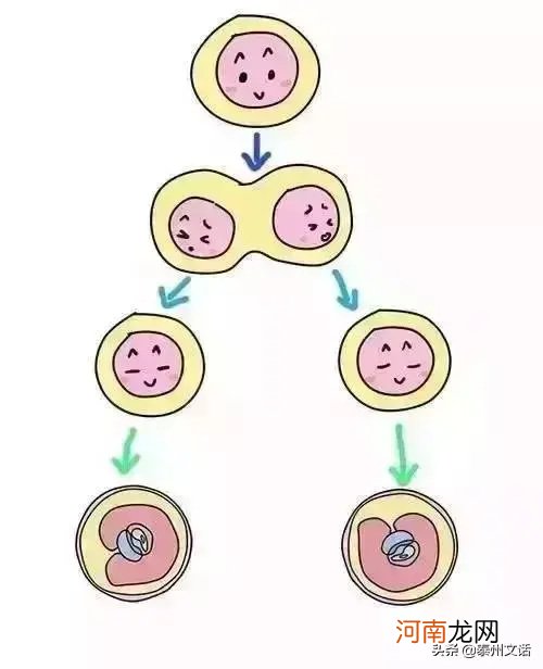 双胞胎是怎么形成的 双胞胎的形成过程图解