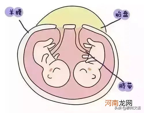 双胞胎是怎么形成的 双胞胎的形成过程图解