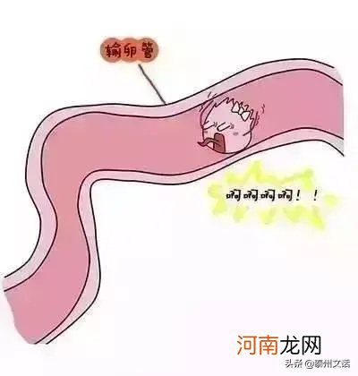 双胞胎是怎么形成的 双胞胎的形成过程图解