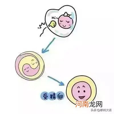 双胞胎是怎么形成的 双胞胎的形成过程图解