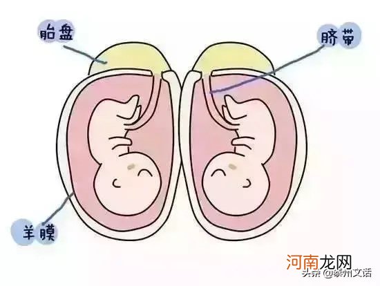 双胞胎是怎么形成的 双胞胎的形成过程图解