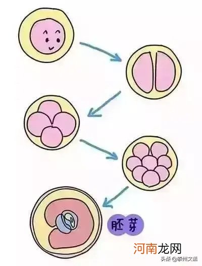 双胞胎是怎么形成的 双胞胎的形成过程图解