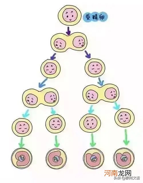 双胞胎是怎么形成的 双胞胎的形成过程图解