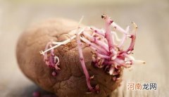 保存土豆的小技巧 土豆怎么保存不发绿不长牙