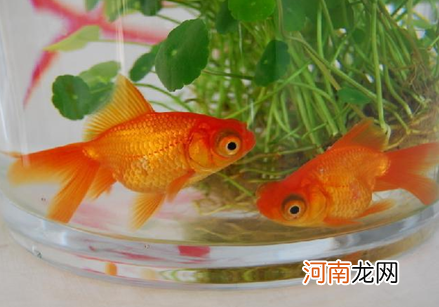 周公解梦好多鱼 周公解梦好多鱼在水中