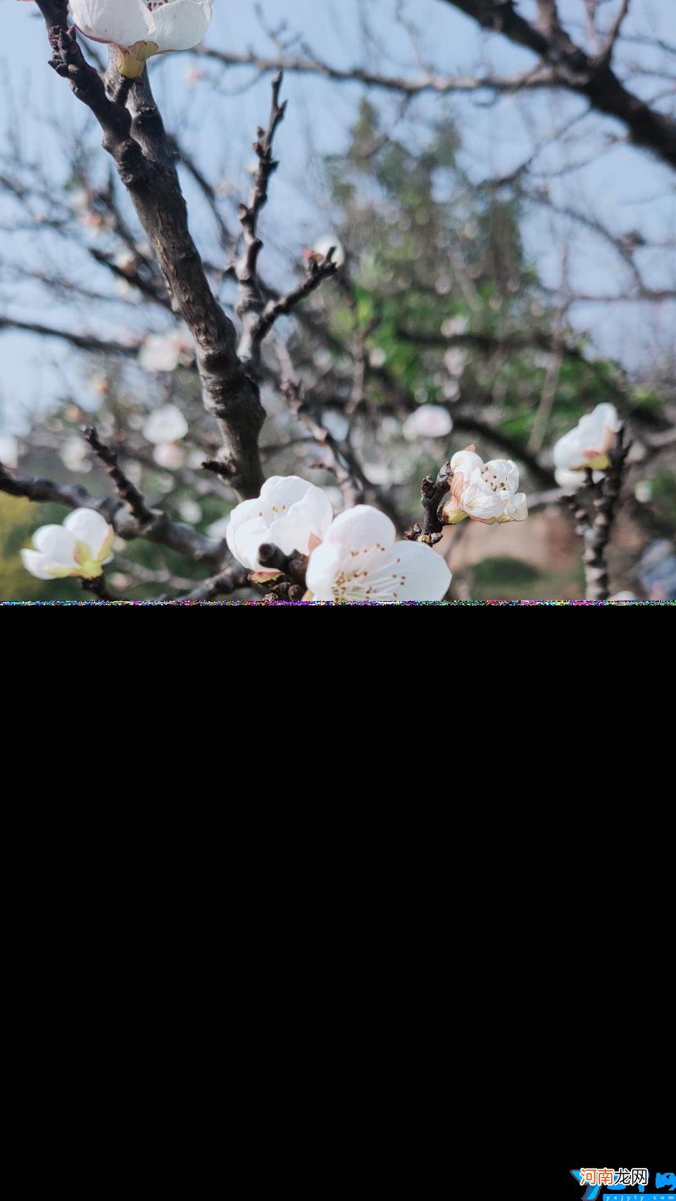 春天开的花朵图片 什么花在春天开放