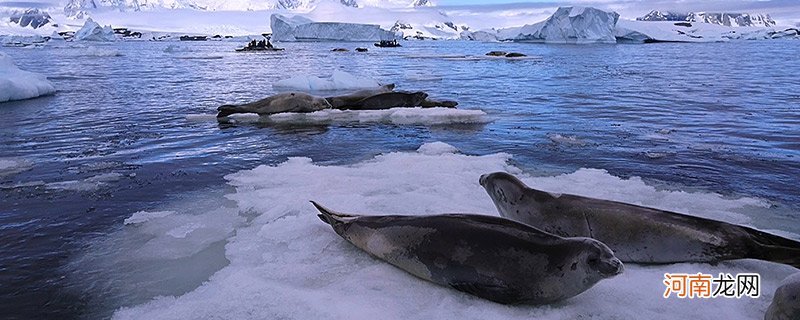 海豹怎么呼吸 海豹在水里怎么呼吸