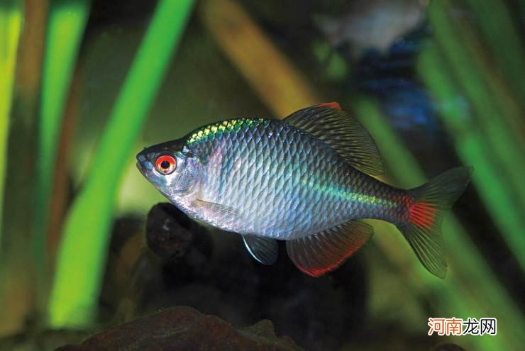 淡水观赏鱼什么鱼最好养 什么鱼最好养