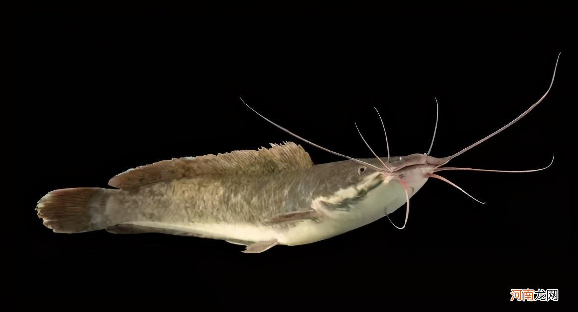 淡水观赏鱼什么鱼最好养 什么鱼最好养